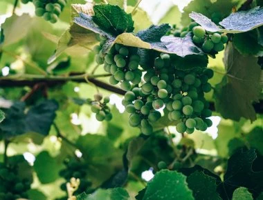 Πως βγήκε η φράση «πήγε σαν το σκυλί στ`αμπέλι»;